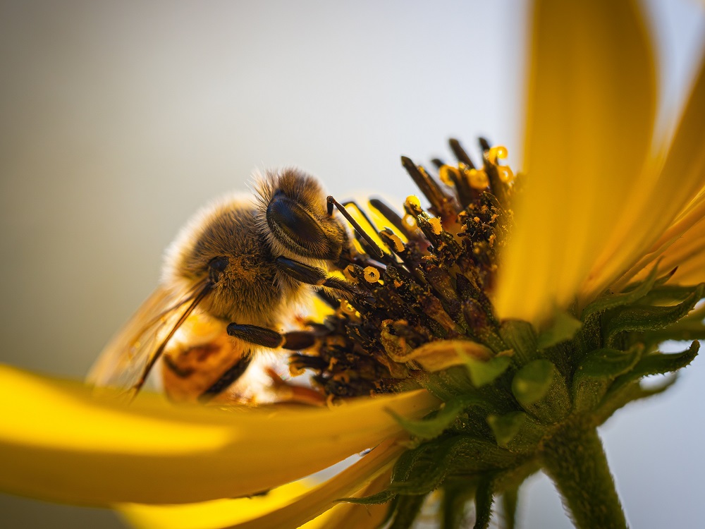 NOUVEAUTÉ : Les rendez-vous du miel et des abeilles